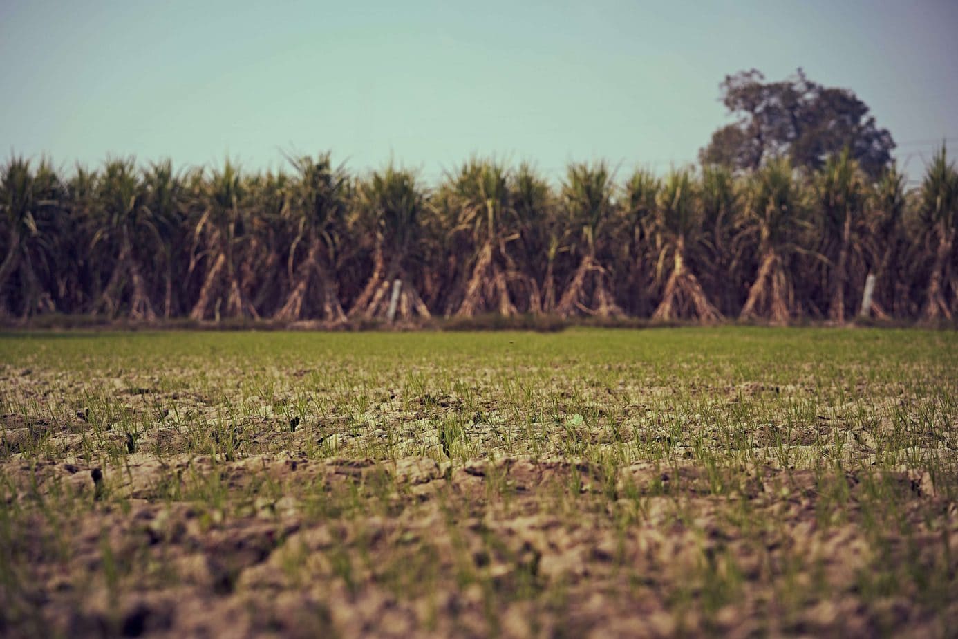 Sugar cane packaging, a compostable alternative